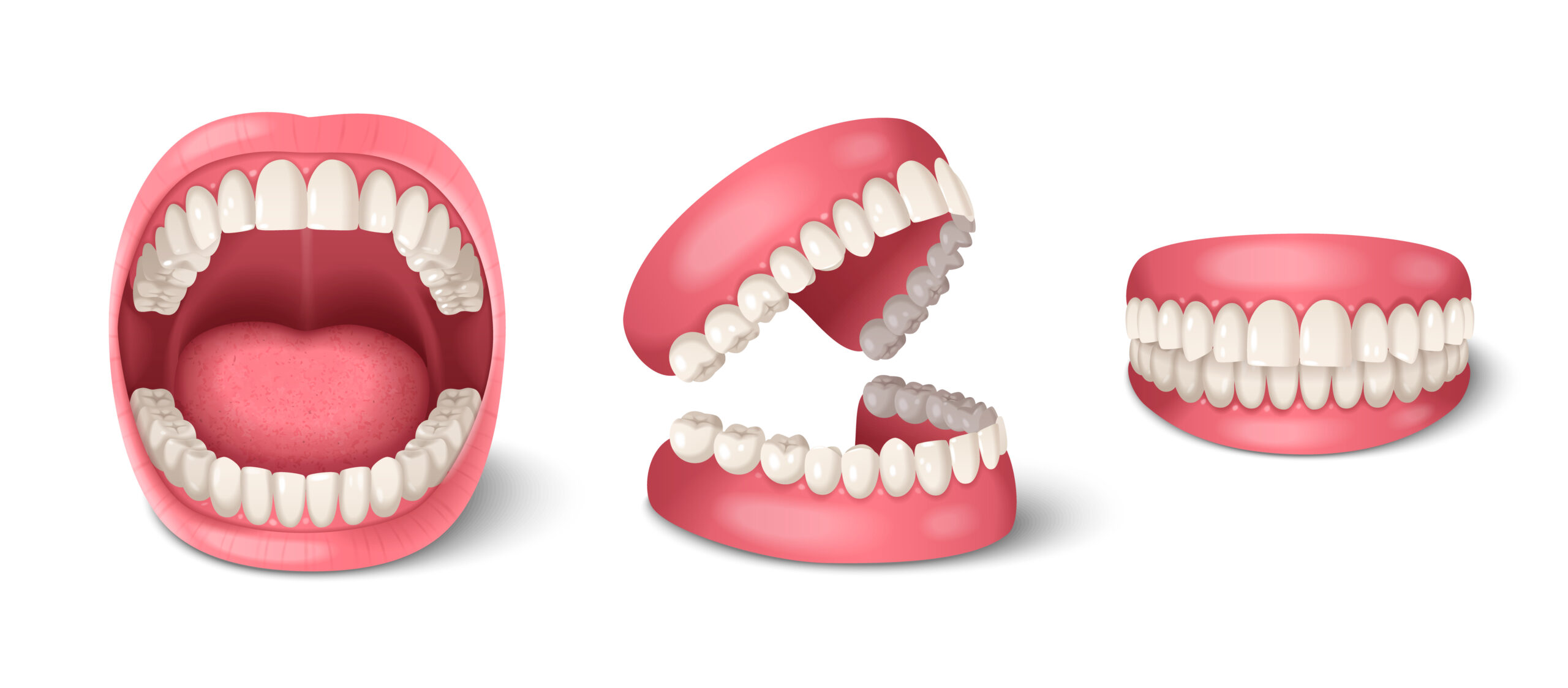 Human Jaws Set