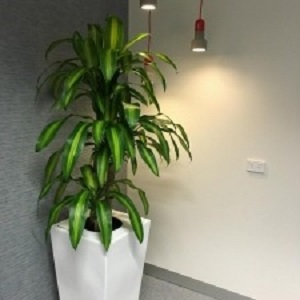 Office Plants Melbourne